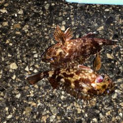 まさかのルアーでグレ