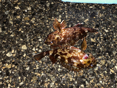 まさかのルアーでグレ