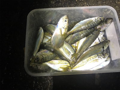 アジは居るのにタチウオ居ない？