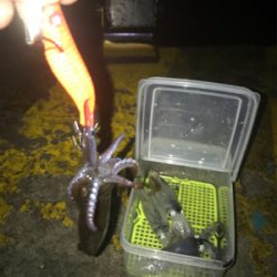 雨の中渋いヒイカ釣り(><)