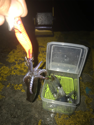 雨の中渋いヒイカ釣り(><)