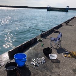 吉田港で片口イワシ大漁!