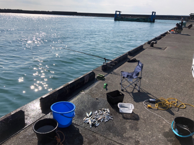 吉田港で片口イワシ大漁!