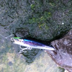 館山 フラットフィッシュ