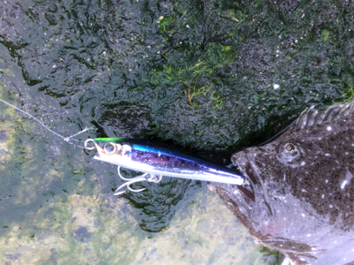 館山 フラットフィッシュ