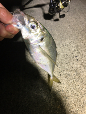 初サワラ＆アジング