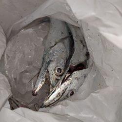 南房総 タチング