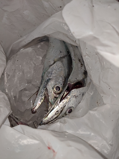 南房総 タチング