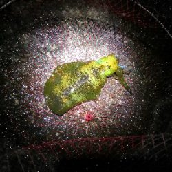 アオリイカ好調