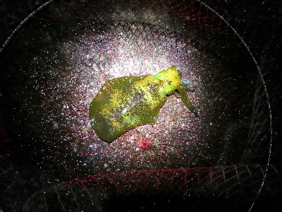 アオリイカ好調