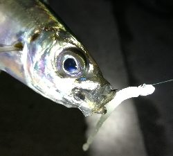 ナイトアジング