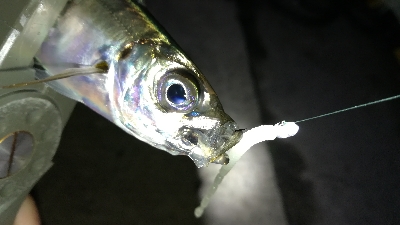 ナイトアジング