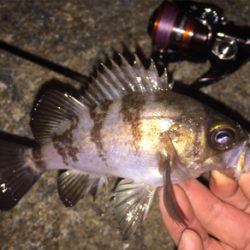 良型アジとチビメバル