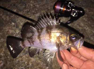 良型アジとチビメバル