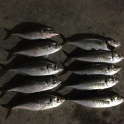 アジング最高！