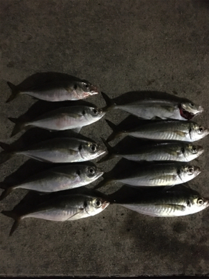 アジング最高！