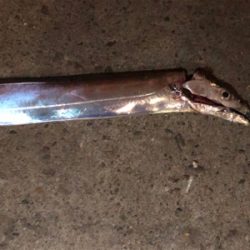 久しぶりのタッチー調査