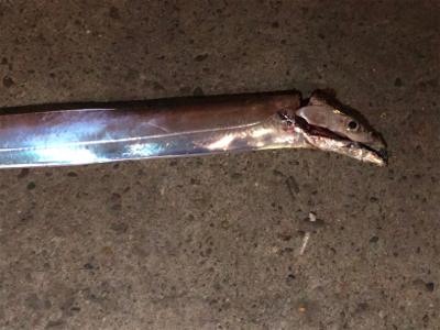 久しぶりのタッチー調査