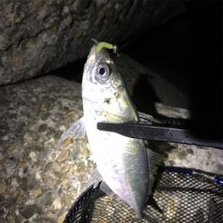 外海アジング練習