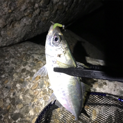 外海アジング練習