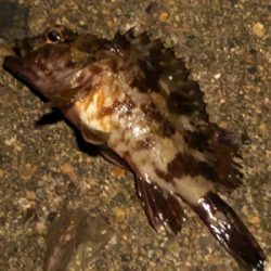 メバリングのハズが☺︎