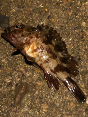 メバリングのハズが☺︎