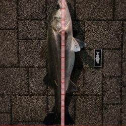 久々、都市型河川シーバスゲーム