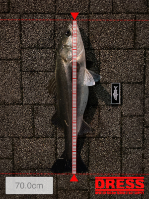 久々、都市型河川シーバスゲーム