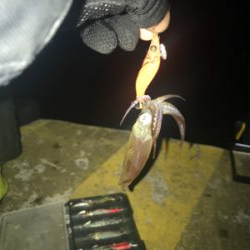 別府港と飾磨港のハシゴでもヒイカ、イマイチ(><)