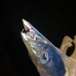 アジング練習 81