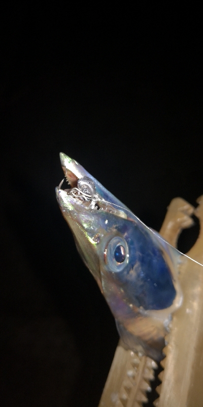 アジング練習 81