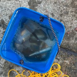 タチウオ、大サバ不発