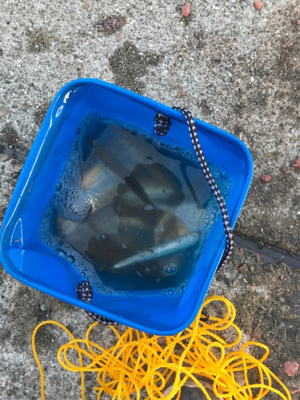 タチウオ、大サバ不発