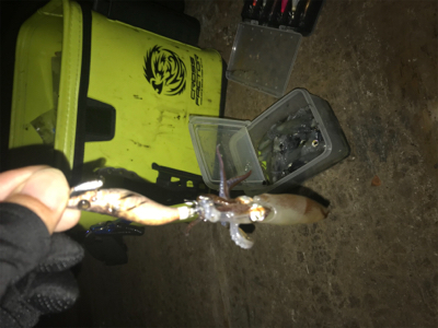 寒い中でのヒイカ釣りσ(^_^;)