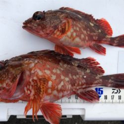 ガシリング成功^_^♪