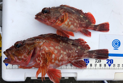 ガシリング成功^_^♪