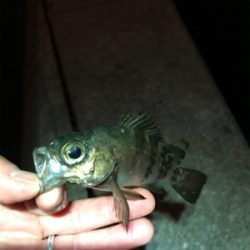 メバル夜釣り