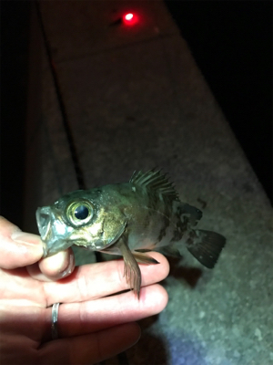 メバル夜釣り