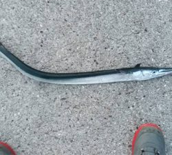 ヤズのち巨エソ