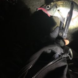 デカすぎ（バーサー）アジング