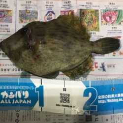 磯フカセ釣り