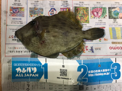 磯フカセ釣り