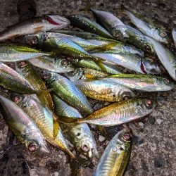 アジ･アジ･小アジ