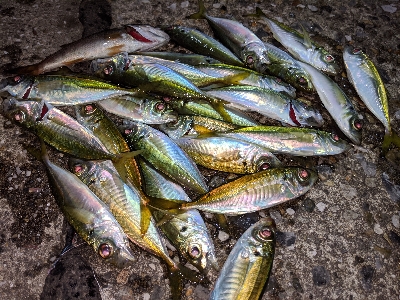 アジ･アジ･小アジ