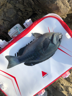 寒グレ狙いで磯フカセ釣り