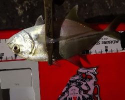 アジング練習 82