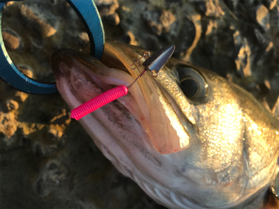 ズル引きでシーバス