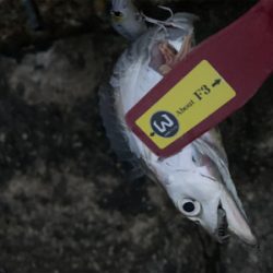 何とか、居てました。