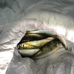 アジングで良型