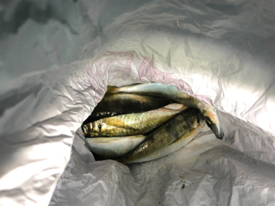 アジングで良型